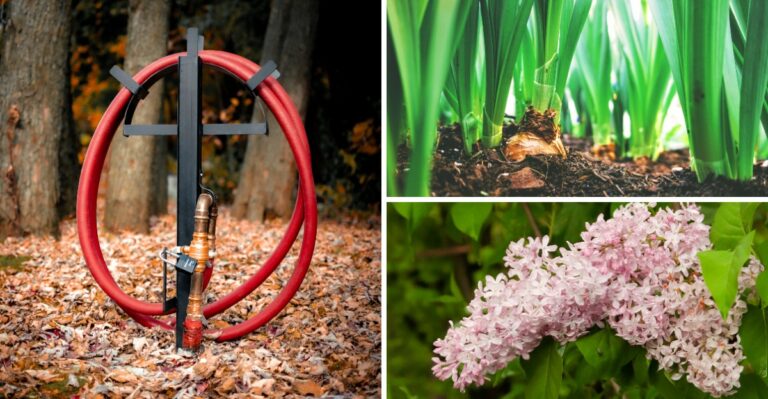 8 Things To Avoid In Your Garden This October