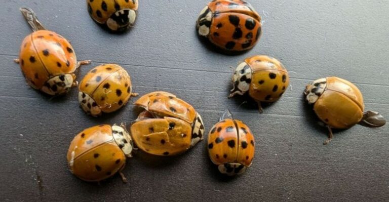 The Orange “Ladybugs” Crowding Ohio Windows This Fall Aren’t Native Ladybugs