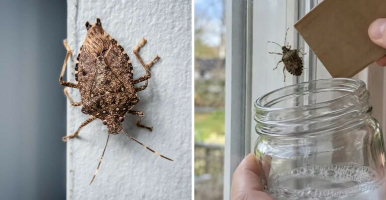 How To Stop Stink Bugs From Invading Your Texas Home