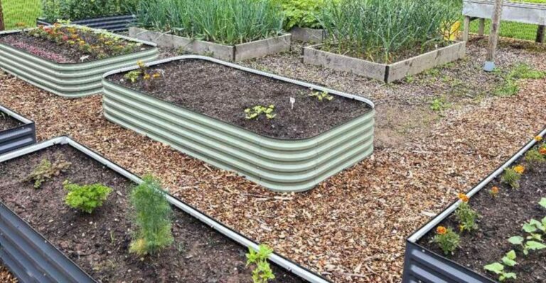 Why Raised Beds Cool Faster Than In Ground Beds On Clear Fall Nights In North Carolina