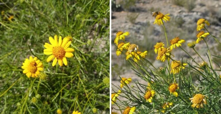 The Little Yellow Daisy That Blooms Through Western Texas In Fall