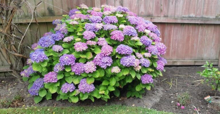 The One Fall Task That Brings Virginia Hydrangeas Back In Bloom Next Summer