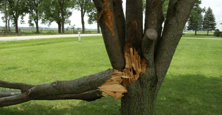Missouri Trees Left Standing After Fall Storms Can Hide Damage You Won’t Spot Right Away