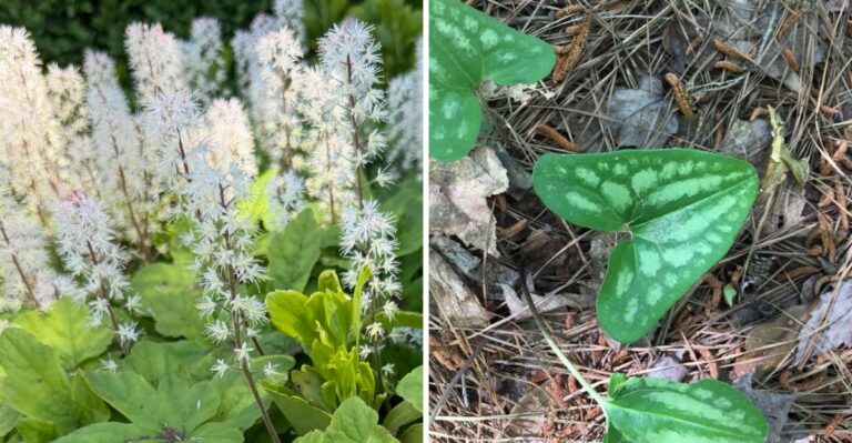 What To Plant In That Dark Strip Between Georgia Houses This Fall