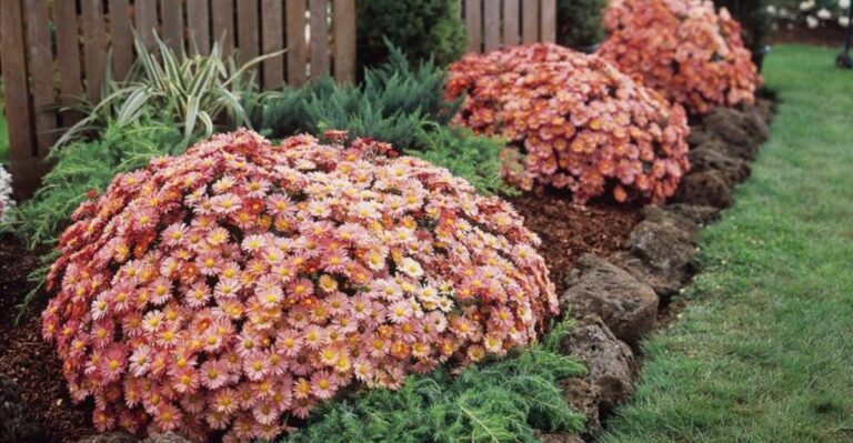 Should You Cut Back Your Mums Before An Indiana Winter Or Leave The Stems Standing?