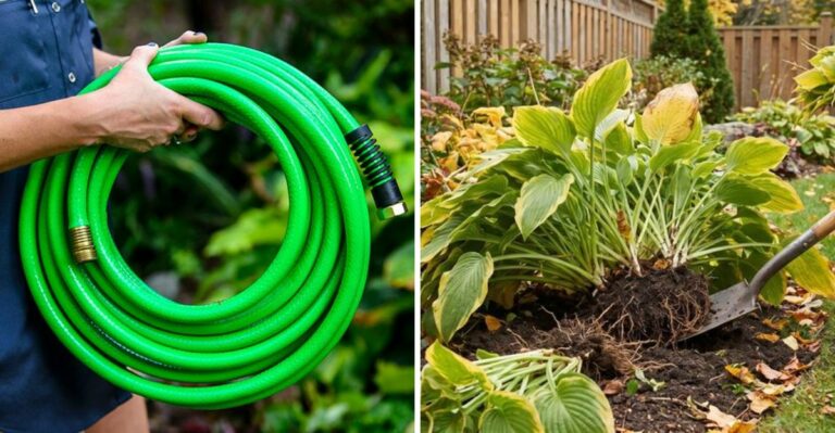 What New York Zone 5 Gardeners Should Finish Before Mid-October Hits