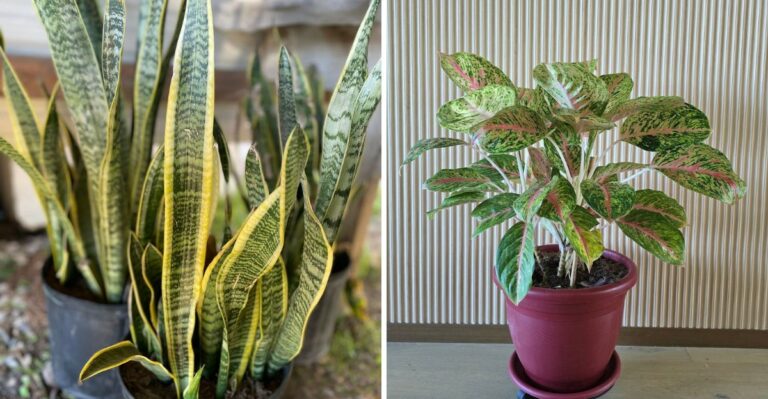 The Best Texas Plants For Rooms Without Windows