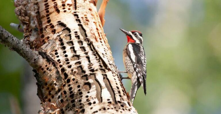 A Visitor From The North Is About To Leave Neat Rows Of Tiny Holes On Alabama Trees
