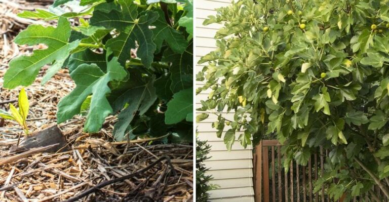 What To Do With Your Texas Fig Tree After Harvest