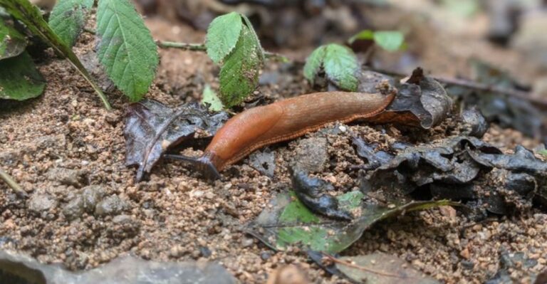 Why Mulched Fall Vegetable Beds Attract More Slugs In North Carolina