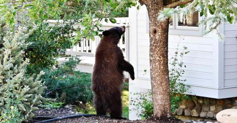 Why Black Bears Wander Into Hudson Valley Yards Before Winter