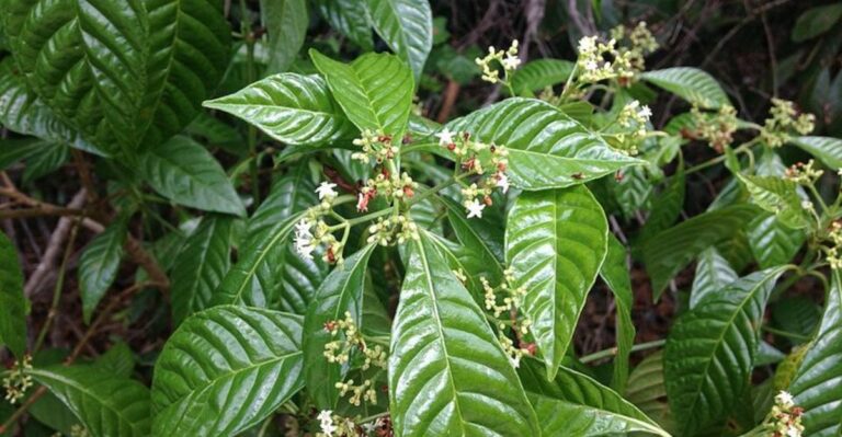 Wild Coffee Is The Florida Native Shrub For Shady Yards That Still Want Wildlife
