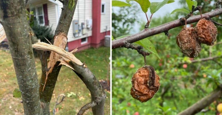 What Georgia’s Strong El Niño Winter Could Mean For Fruit Trees