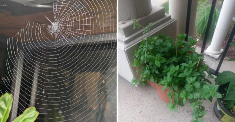 The California Herb That Keeps Spiders Away From Porch Lights