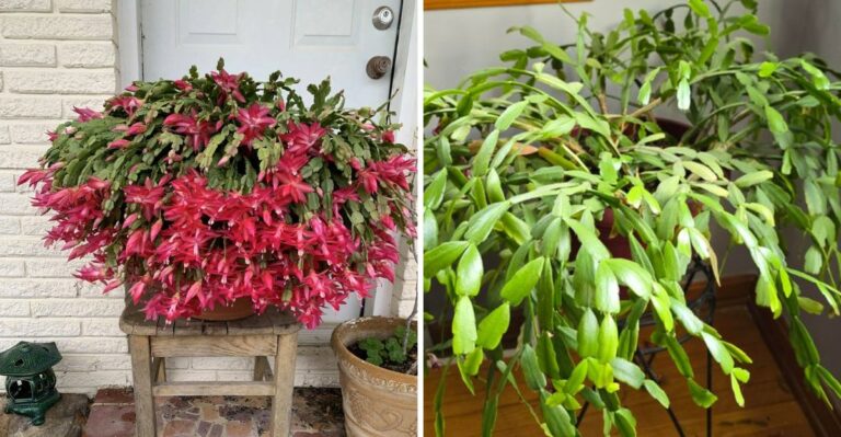 Repotting Your Ohio Christmas Cactus? Wait For This First