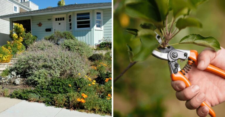 The California Fire Rule About Dry Brush Many Homeowners Still Ignore