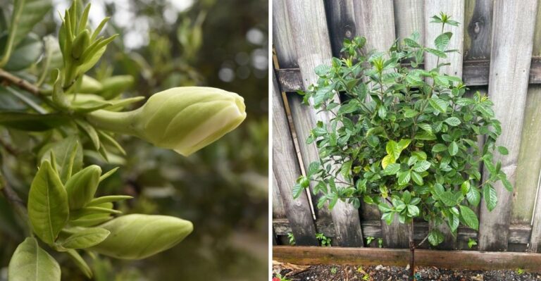 What It Means When Gardenias Set New Buds In A Florida October
