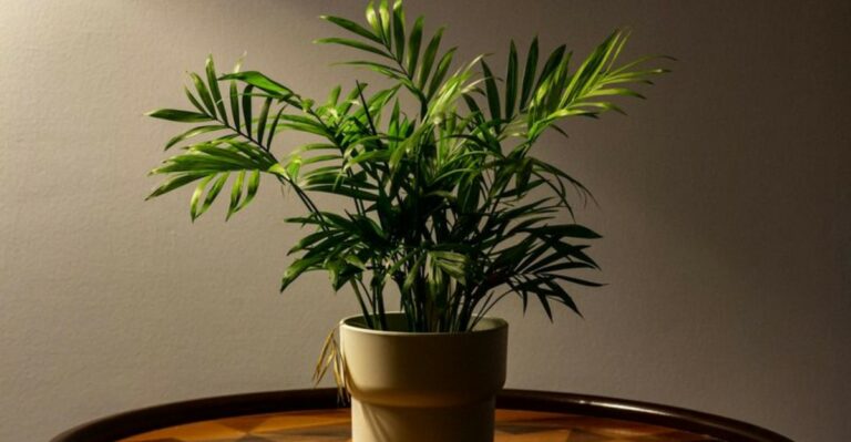 The Best Plants For Rooms Without Windows In Virginia Homes