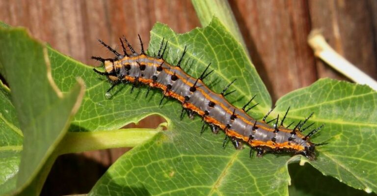 Orange Spiky Caterpillars Stripping A Georgia Vine Bare Are Worth Leaving Alone