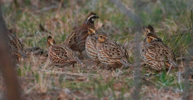 Georgia’s Bobwhite Quail Have A Different Fall Routine Before Winter Arrives