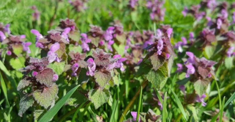 The Ohio Lawn Weed That Sprouts In Fall And Takes Over By April