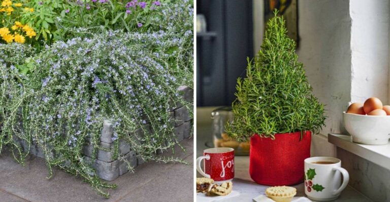 Genius Ways Floridians Use Rosemary That Will Surprise You