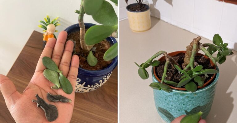 Your Pennsylvania Jade Plant Is Dropping Leaves? Here’s How To Fix It