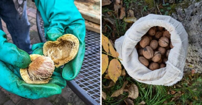 How To Harvest And Cure Black Walnuts In California