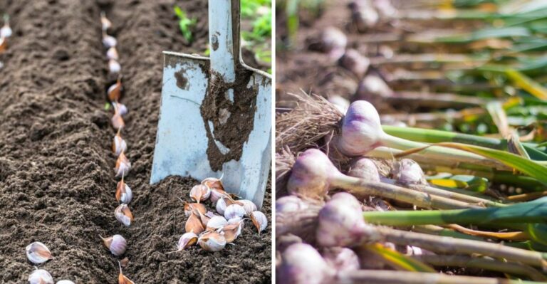 Why Garlic Planted Now Outperforms Everything In A Pennsylvania Garden