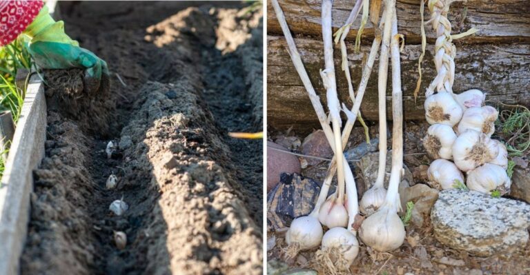 The Garlic Texas Gardeners Plant In October For A Big Harvest Next June