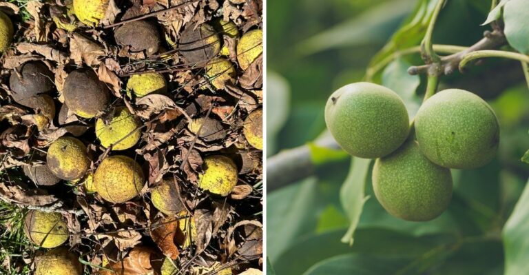 The Green Tennis Balls Dropping In New Jersey Yards Right Now Can Signal Trouble For Nearby Garden Plants