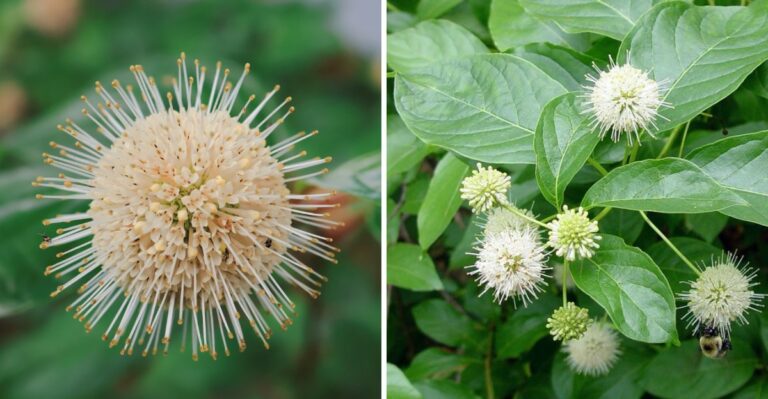 This Underused Native Shrub Deserves A Spot In More Pennsylvania Yards