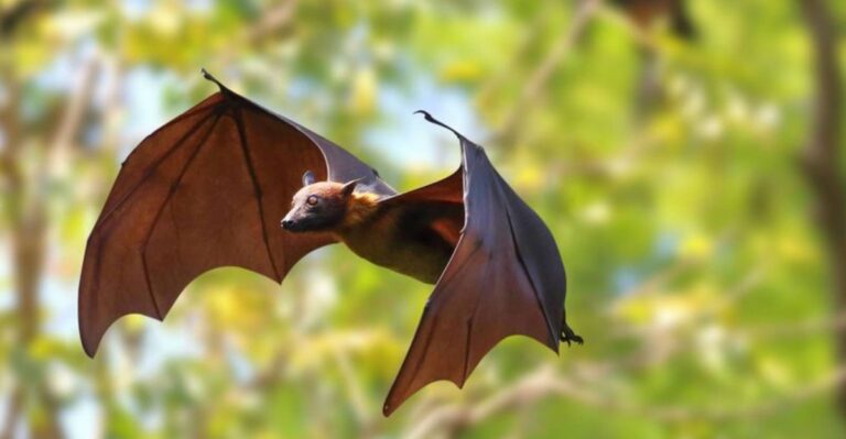 Dark Shapes Are Swooping Over Missouri Yards Just Before Halloween