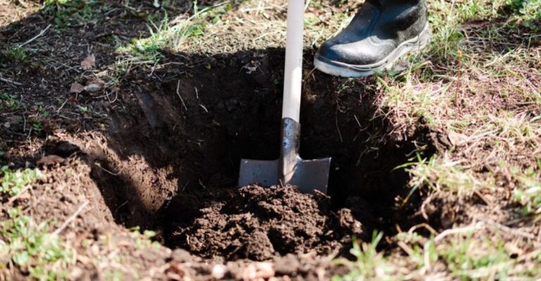 The Planting Depth Mistake Quietly Holding Back New California Plants This Fall