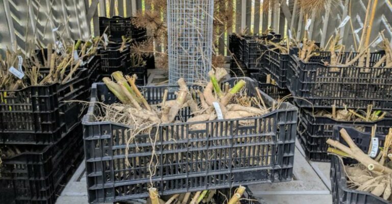 This Dahlia Storage Mistake Can Cause Tubers To Rot In Georgia Basements