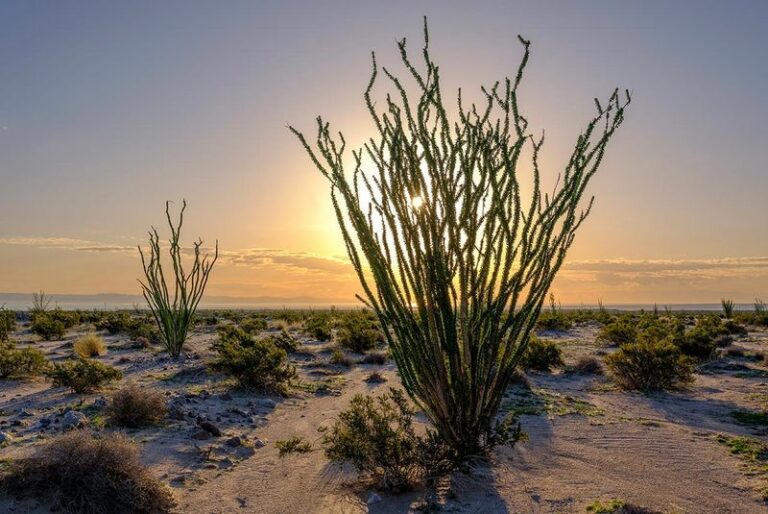 Why Ocotillo Can Turn Green Within Days After Rain in Arizona