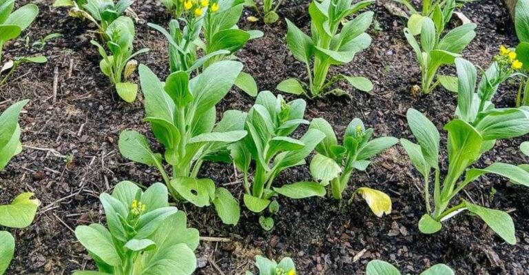 Why Bok Choy Bolts Or Splits During A Warm Fall In North Carolina