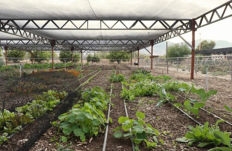 Solar-Panel Shade Boosted Two Crops in One Arizona Trial