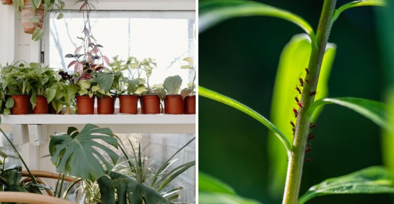 The Important Step New York Homeowners Should Take Before Bringing Plants Inside For Winter