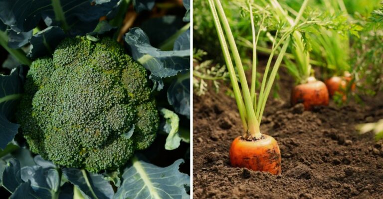 The Texas Fall Vegetables That Love A Wet El Niño Winter (And The Ones That Don’t)