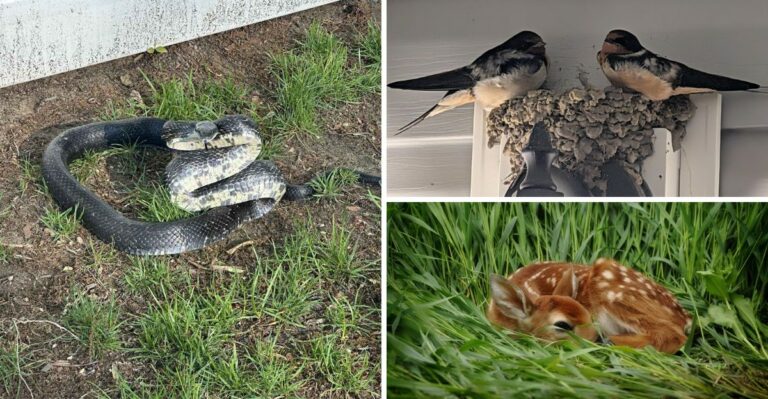 9 Creatures You Can’t Just Evict From Your Virginia Home Or Garden