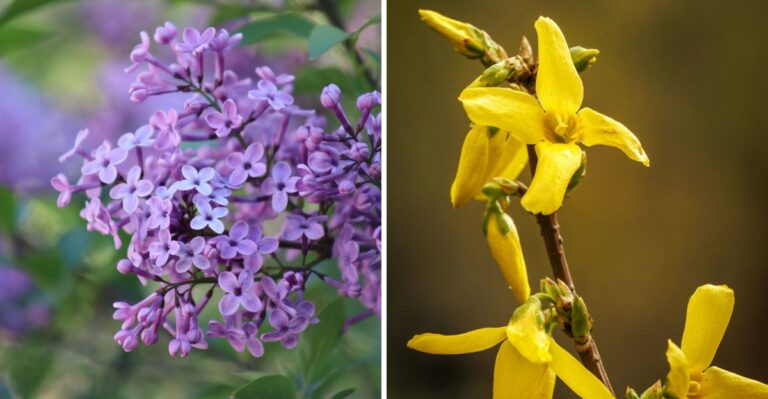 Why Old-School Lilacs And Forsythia Are Making A Comeback In New York Yards