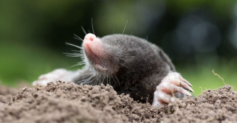 Why Moles Are Still Tunneling Through Ohio Lawns In November