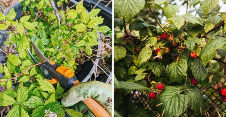 The One Fall Task That Keeps Pennsylvania Raspberry Canes Productive Next Year