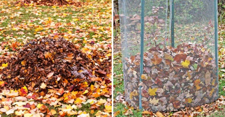 7 Smart Ways To Use Fallen Leaves In Texas Instead Of Bagging Them