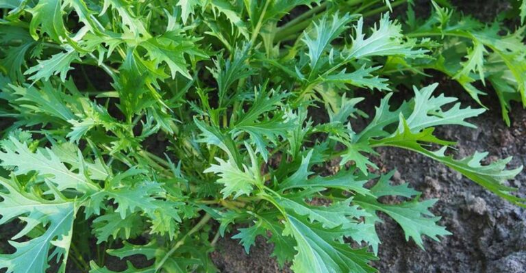 The Salad Greens That Actually Like Florida’s Fall Weather