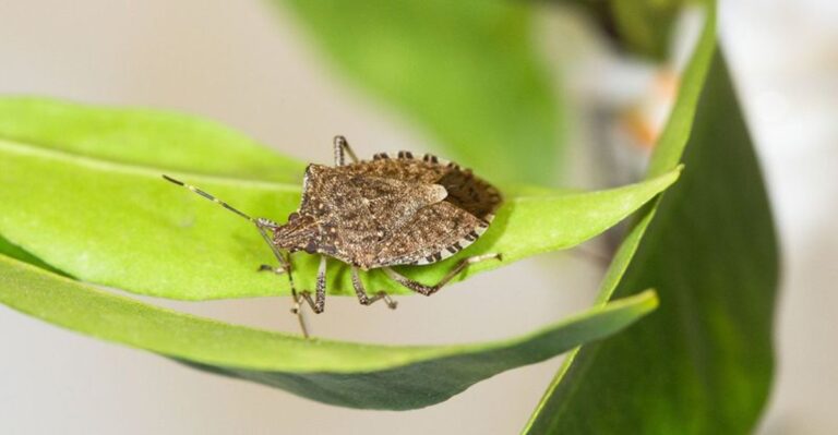 Smelly Shield Shaped Visitors Are Settling Into New Jersey Homes And Not Just For Warmth