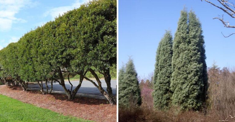 8 Native Texas Trees To Plant Instead Of Italian Cypress