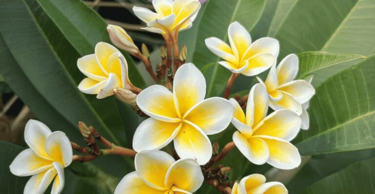 How To Get Plumeria Ready For Its Winter Rest In California