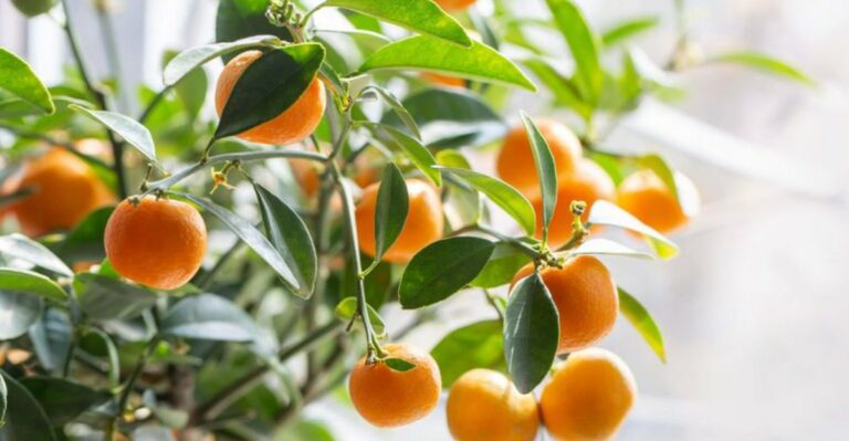 Pick Your Satsumas Before The First Frost? What North Florida Growers Should Know